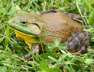 American Bullfrog