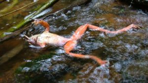 #157: Chytridiomycosis