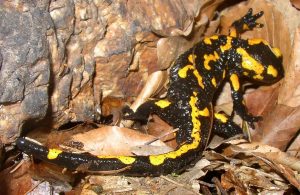 Fire Salamander