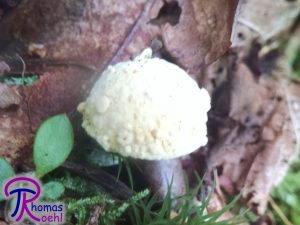 Hypomyces chrysospermus