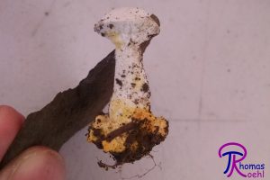 #158: <em>Hypomyces chrysospermus</em>, the Bolete Eater