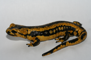 Fire Salamander infected with Bsal chytridiomycosis