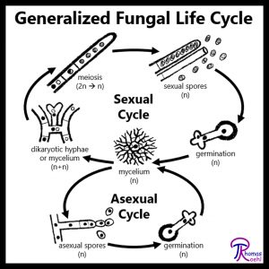 #009:  Overview of the Fungal Life Cycle