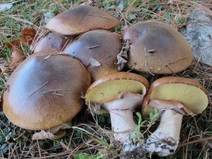 #160: <em>Suillus luteus</em>, the Slippery Jack