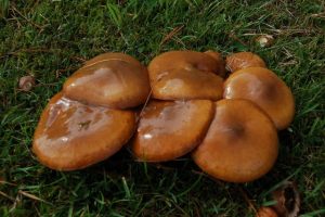 slimy <em>Suillus luteus</em>