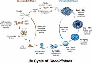 Coccidioides life cycle