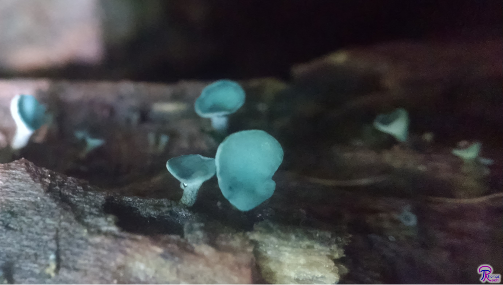 Chlorociboria cups