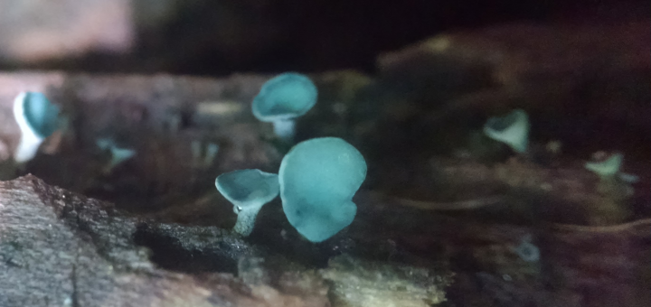 Chlorociboria cups