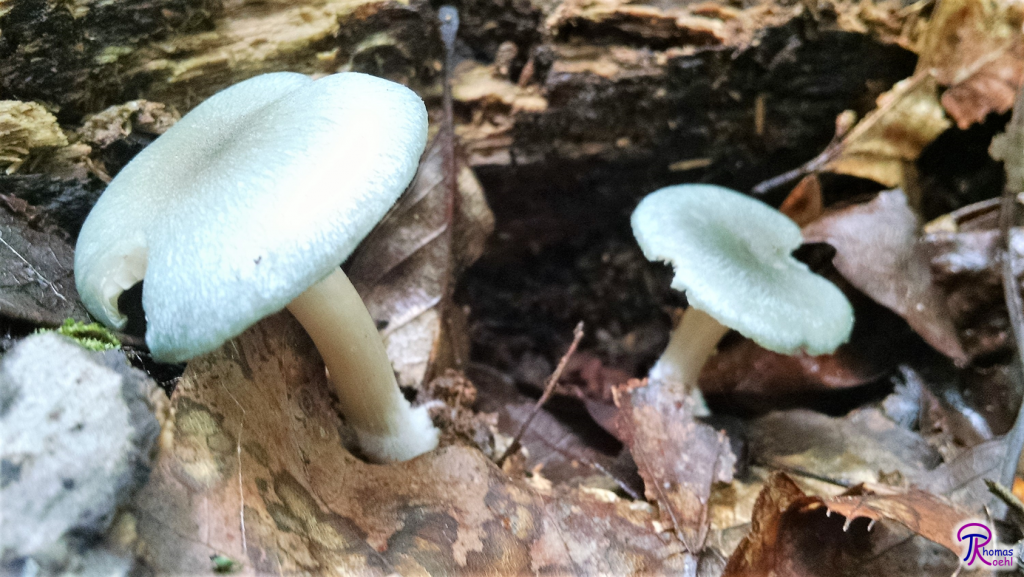 Clitocybe odora