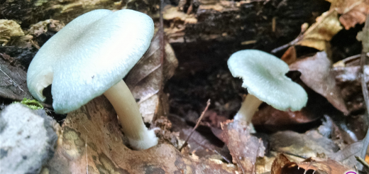 Clitocybe odora