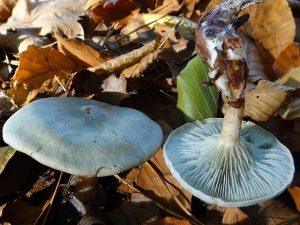 Clitocybe odora green gills