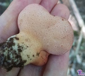 Fistulina hepatica stipe