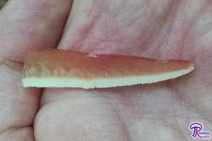 Fistulina hepatica streaks