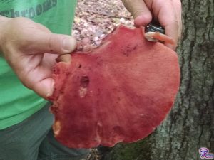 #165: <em>Fistulina hepatica</em>, the Beefsteak Fungus