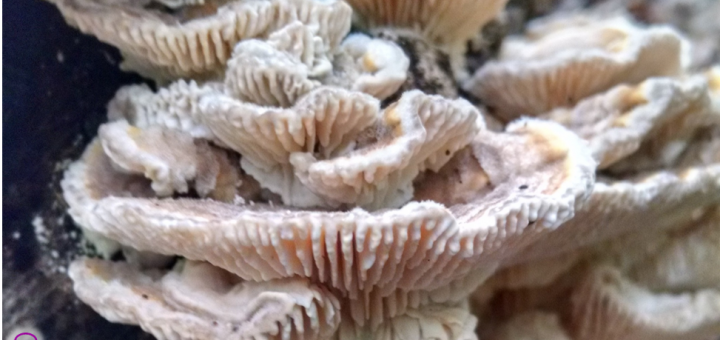 Lenzites betulina gills