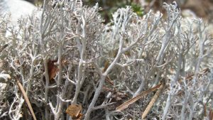 #171: Reindeer Lichen