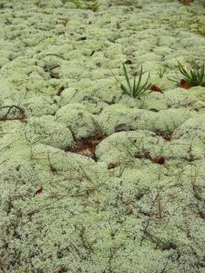 Reindeer Moss Mat