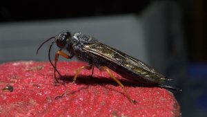 #169: Sirex Woodwasp