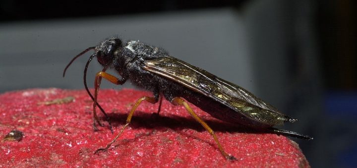 Sirex noctilio female