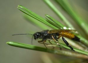 Sirex noctilio male