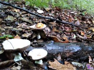 Agaricus fairy circle