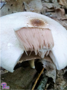 Young Agaricus with pink gills