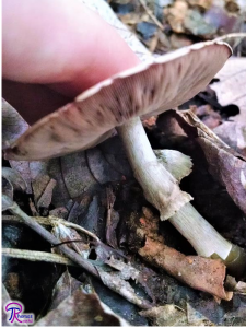 Agaricus with ring