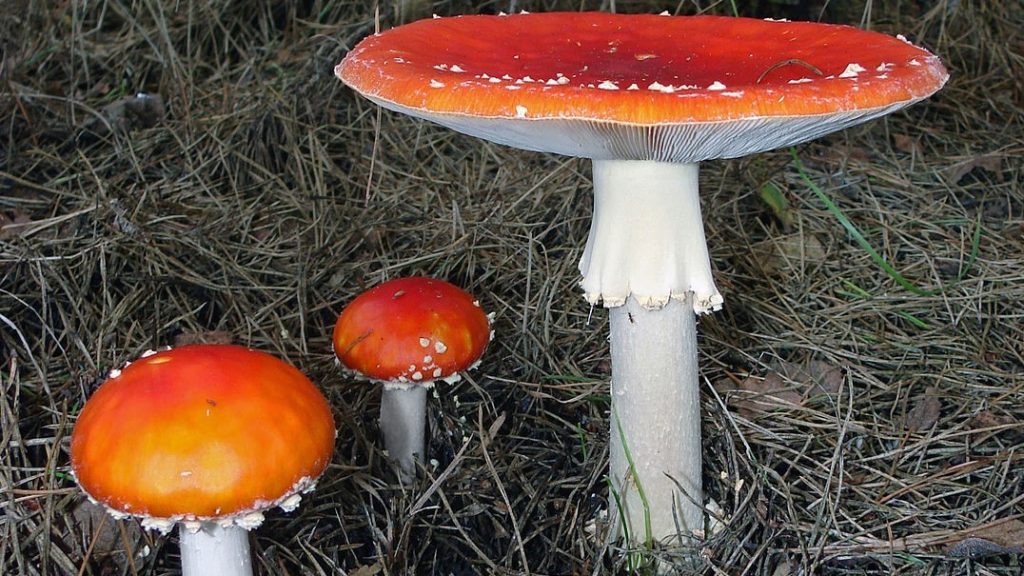 Amanita muscaria