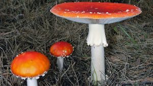 #172: The Genus <em>Amanita</em>