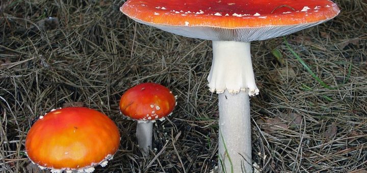 Amanita muscaria