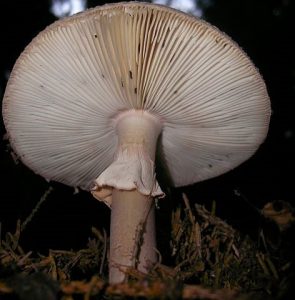 Amanita rubescens gills