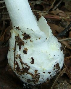 Amanita virosa volva