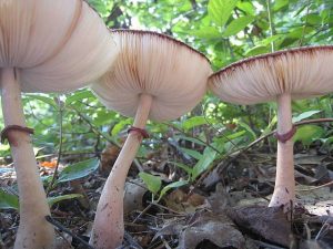 Leucoagaricus amaricanus