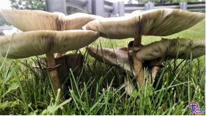 #173: Lepiotoid Mushrooms