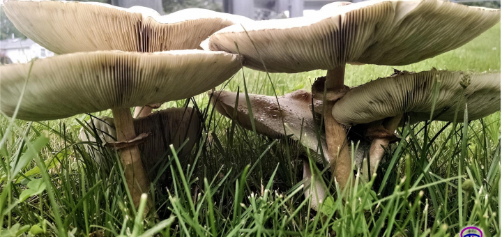 Macrolepiota sp.