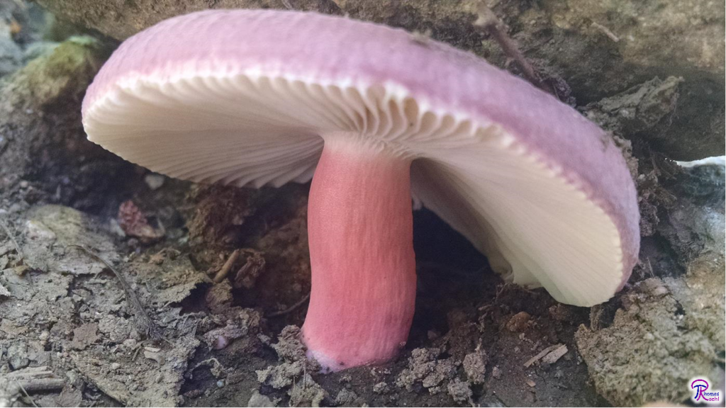 Russula mariae