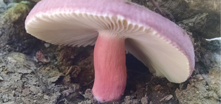 Russula mariae