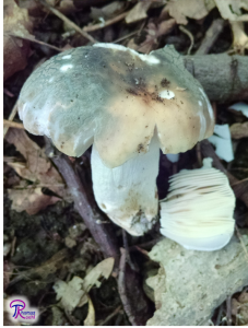 Russula virescens crumbly