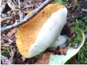 yellow Russula