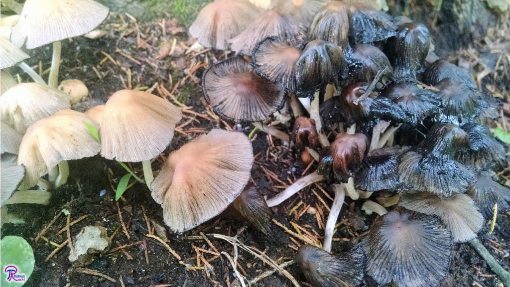 Coprinellus micaceus deliquescing