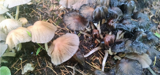 Coprinellus micaceus deliquescing