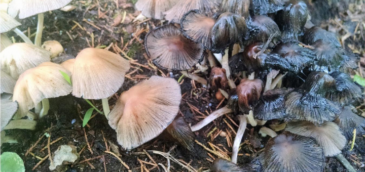 Coprinellus micaceus deliquescing