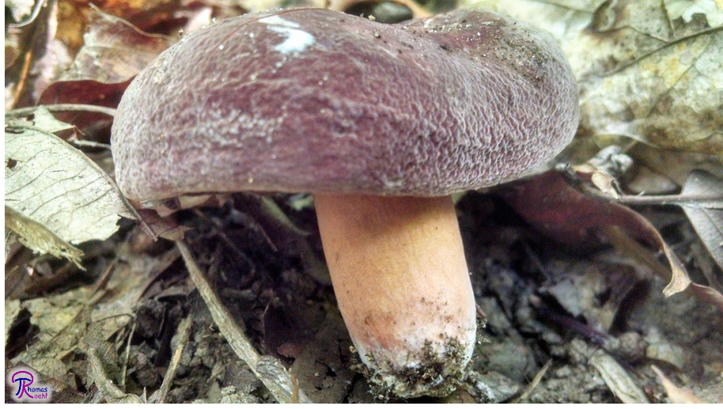 Lactarius corrugis