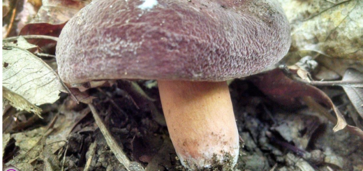 Lactarius corrugis