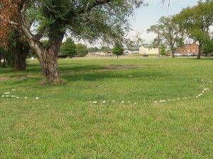 C. molybdites fairy ring