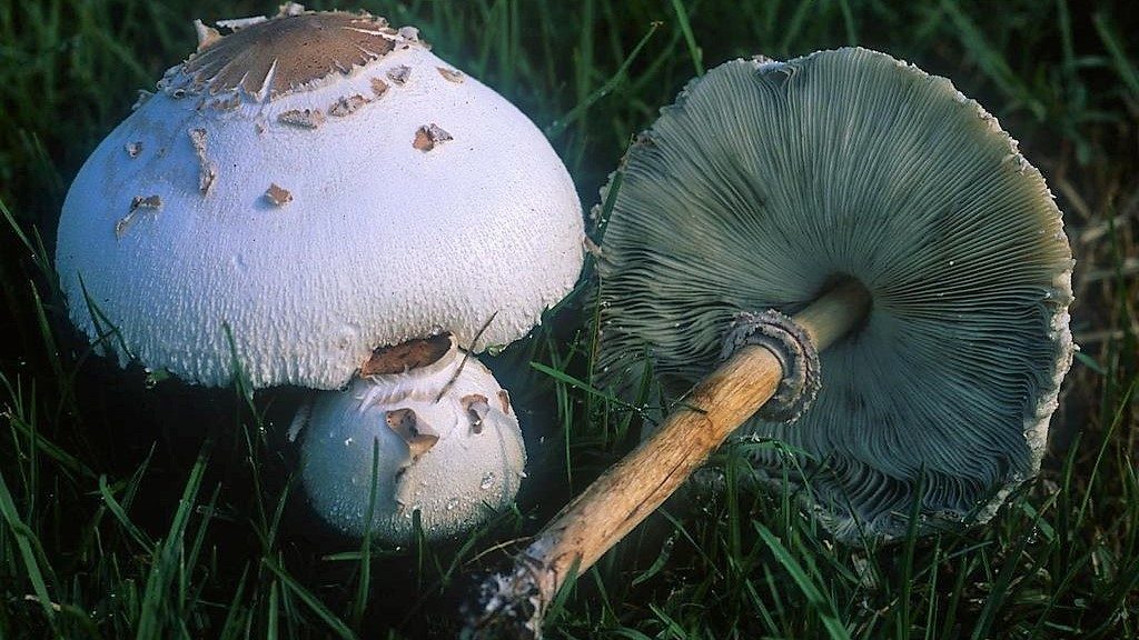 Chlorophyllum molybdites