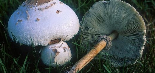 Chlorophyllum molybdites