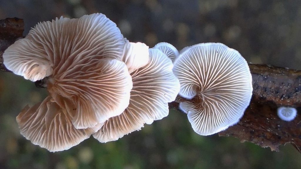 Crepidotus mollis