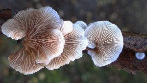 #179: The Genus <em>Crepidotus</em>