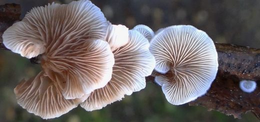 Crepidotus mollis